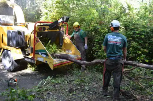 tree services Sandy Springs